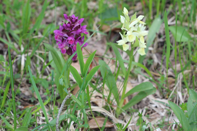 mani giunte e corna - Dactylorhiza sambucina